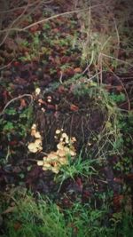 Close-up of plants growing in forest