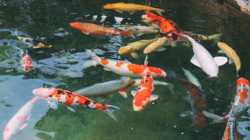 High angle view of koi carps swimming in pond