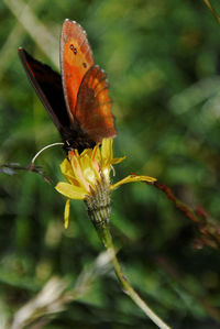 Close-up of butterfly perching on flower