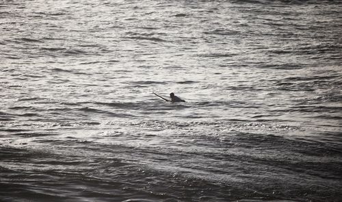 View of birds swimming in sea