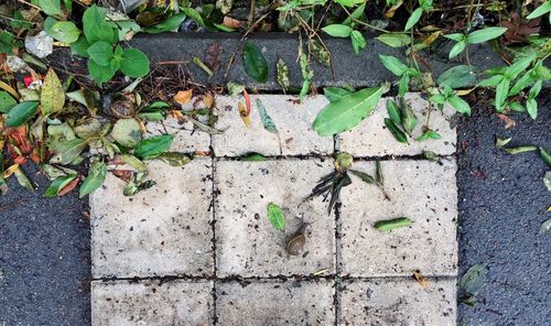 Plant growing on footpath