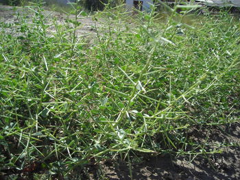 Full frame shot of grass