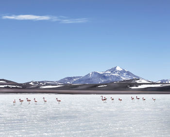 Flamingoes in lake against sky