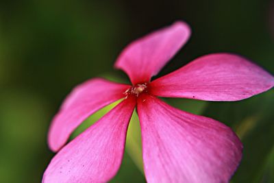 Close-up of pink flower
