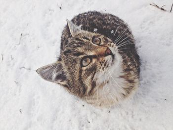 Close-up portrait of cat