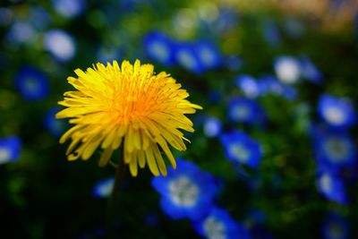 Close-up of yellow flower