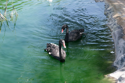 High angle view of swan swimming on lake