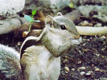 Close-up of squirrel