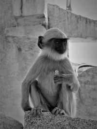 Close-up of monkey sitting outdoors