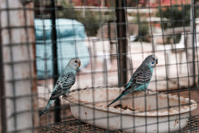 Bird perching in cage