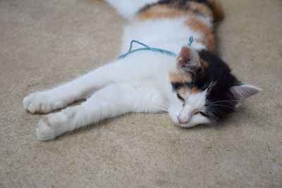 Cat sleeping on floor