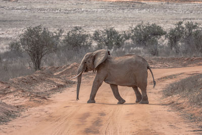 Side view of elephant walking on landscape