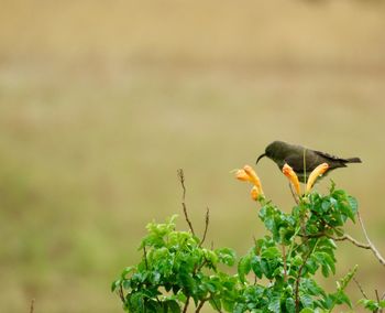 Bird perching on plant