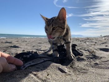 Hand holding cat on land against sky