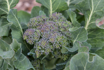 Close-up of purple flowering plant