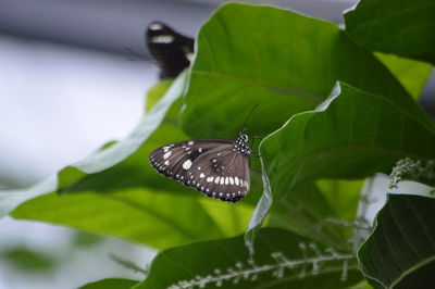 Close-up of butterfly on leaf