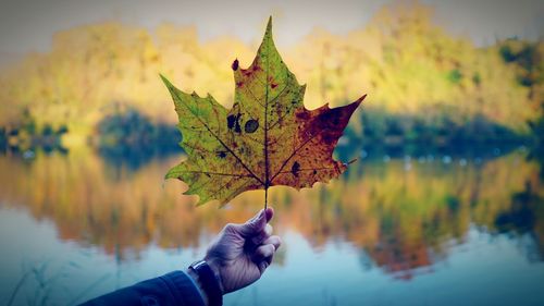 Close-up of hand holding maple leaf in lake