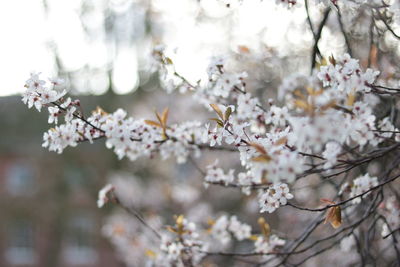 Close-up of cherry blossom on tree