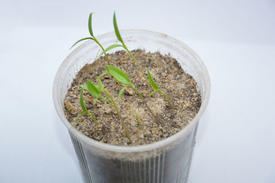 High angle view of potted plant against white background