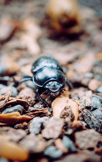 Close-up of insect on ground