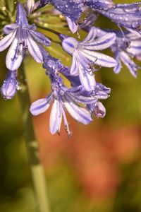 Close-up of wet purple flowers