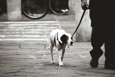 Low section of man walking with dog