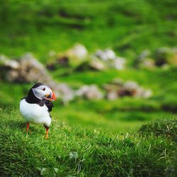 Close-up of bird perching on field