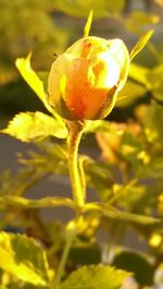 Close-up of yellow plant