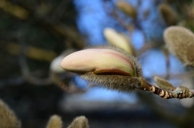 Close-up of mushroom growing on tree