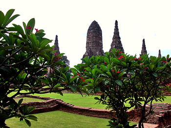Low angle view of plants
