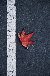 High angle view of autumn leaf on road