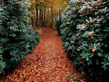 Flowering plants and trees during autumn