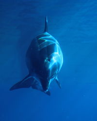 Fish swimming in sea