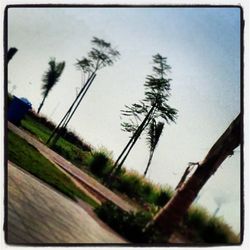 Trees on field against sky