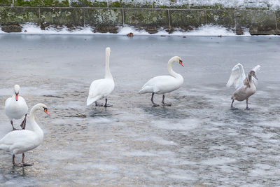 Swans and ducks in lake