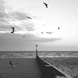 Low angle view of birds flying over beach against sky at dusk