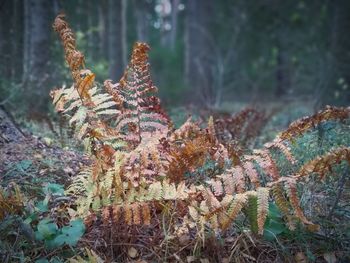 Close-up of succulent plant in forest