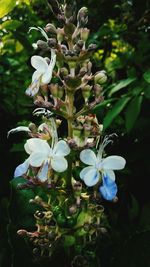 Close-up of white flowers