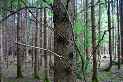 View of trees in forest