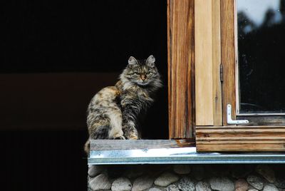 Cat sitting on tiled floor