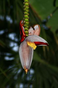 Close-up banana flower