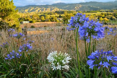 Flowers growing in field