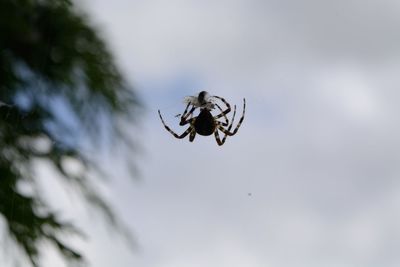 Close-up of spider against sky