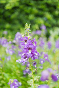 Close-up of purple flowering plant