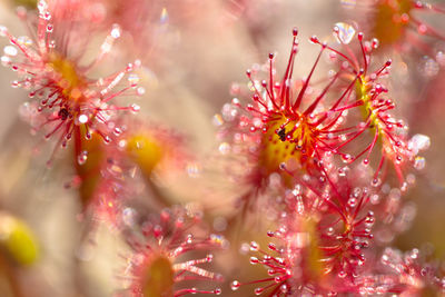 Close-up of wet pink flowering plant