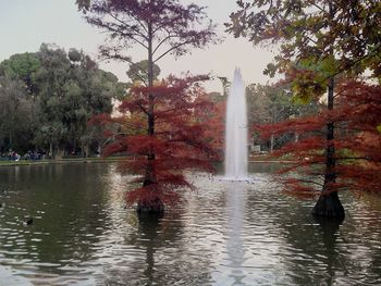 Trees in water