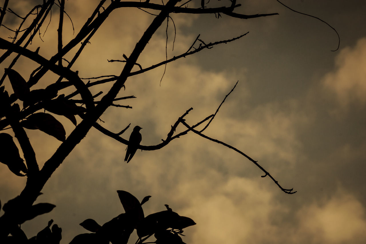 LOW ANGLE VIEW OF SILHOUETTE TREE AGAINST SKY DURING SUNSET