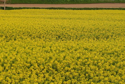 Scenic view of oilseed rape field