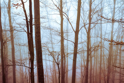 Pine trees in forest