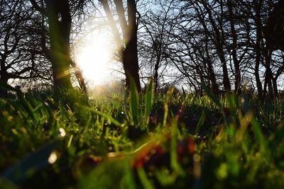 Close-up of grass against trees during sunset